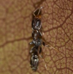 Pseudomyrmex oculatus