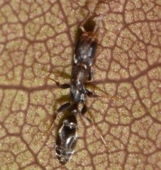 Pseudomyrmex oculatus