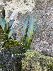 Elaphoglossum gayanum image