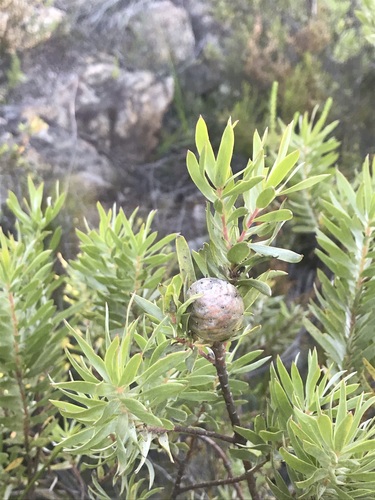 Image of Leucadendron uliginosum by (c) Ren Hoekstra, some rights reserved (CC BY)