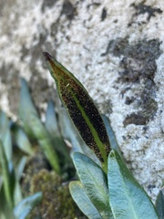 Elaphoglossum gayanum