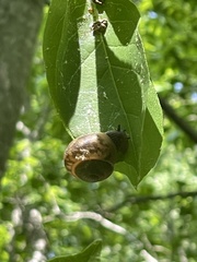 Ventridens collisella