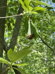 Ventridens collisella