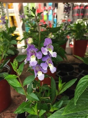 Angelonia