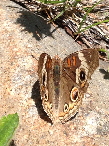 iNaturalist observation photo of Gray Buckeye