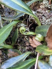 Elaphoglossum gayanum