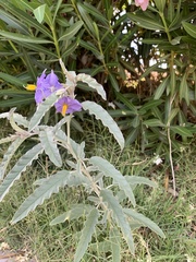 Solanum elaeagnifolium