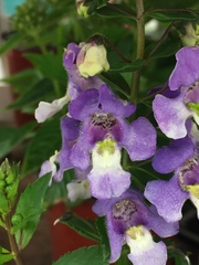 Angelonia