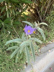 Solanum elaeagnifolium