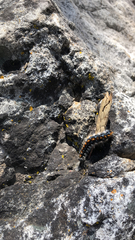 Malacosoma constricta