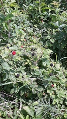 Rubus riograndis