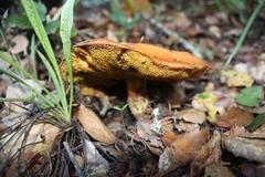 Suillus acidus