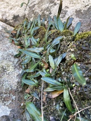 Elaphoglossum gayanum image