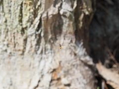 Brachyopa insensilis