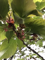 Prunus serrulata