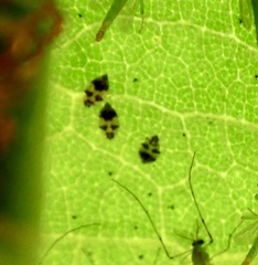 Corythucha confraterna