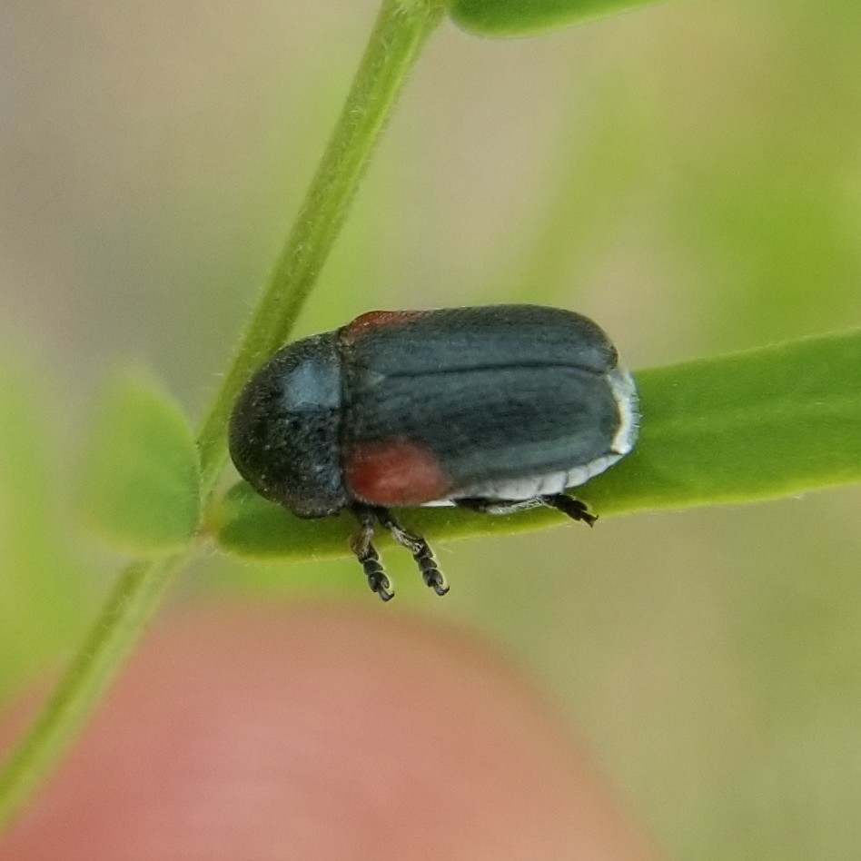 Saxinis knausii
