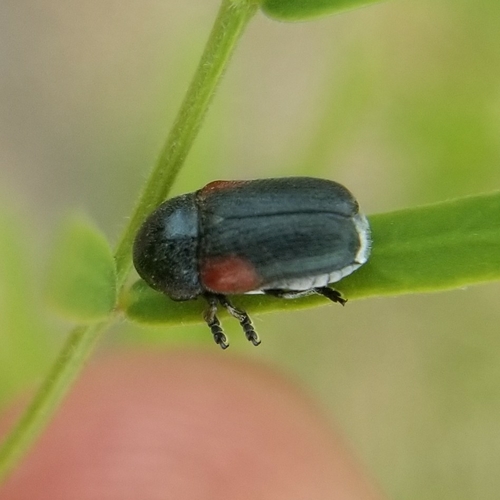 Saxinis knausii