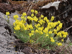 Linaria supina supina