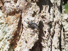 Sarcophaga variegata