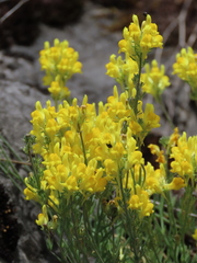 Linaria supina supina