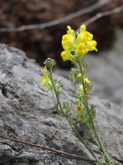 Linaria supina supina