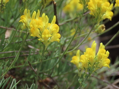 Linaria supina supina