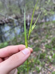 Carex planispicata