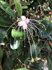 Capparis cynophallophora