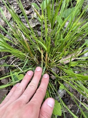 Carex planispicata