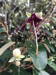 Capparis cynophallophora