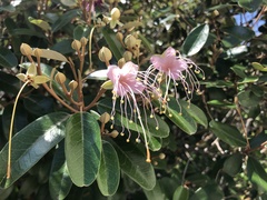 Capparis cynophallophora