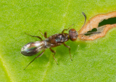 Anastatus semiflavidus