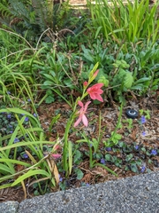 Hesperantha coccinea