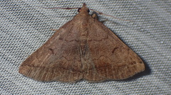 Zanclognatha lunalis