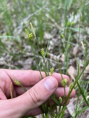 Carex gracilescens