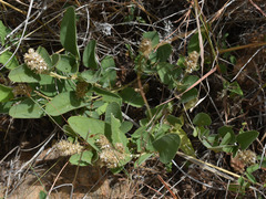 Uraria lagopodioides