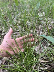 Carex gracilescens