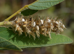 Uraria lagopodioides