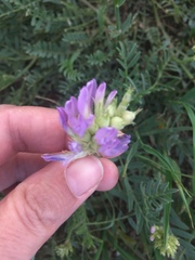 Astragalus laxmannii robustior