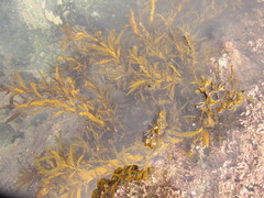 Carpophyllum maschalocarpum