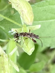 Neopamera bilobata