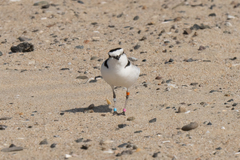 Charadrius nivosus