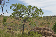 Terminalia aridicola