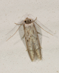Blastobasis taurusella