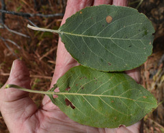 Terminalia aridicola
