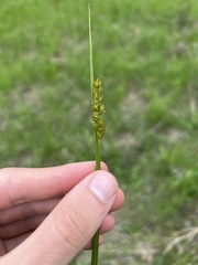 Carex laevivaginata