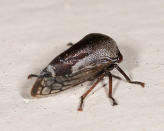 Xantholobus nigrocinctus