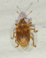 Lignyodes horridulus