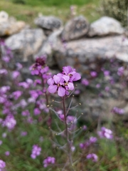 Erysimum linifolium